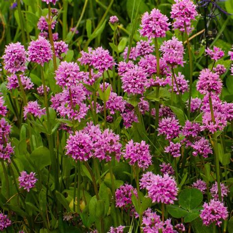 Lychnis Alpina Flower Seeds From Outsidepride