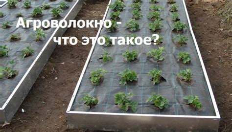 Агроволокно что это такое? Цена? Где купить? Как использовать?