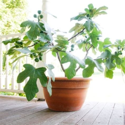 fignomenal fig tree plant addicts