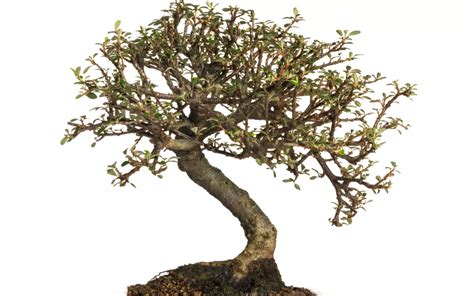 Carmona Bonsai Tree Care Bonsai Primer