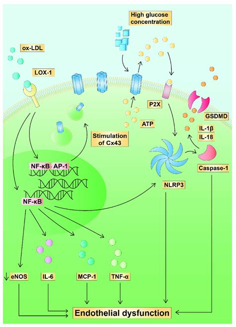 Hypothetical Impact Of Cx43 On Endothelial Dysfunction Ox Ldl Induced