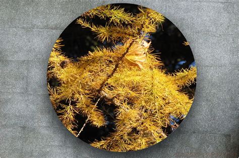 Наклейка на стол - Лиственница | магазин Интерьерные наклейки