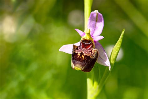 Orchid Ophrys Flower Free Photo On Pixabay