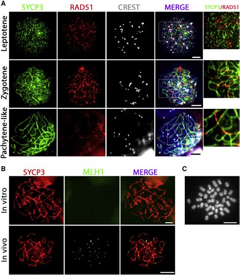 In Vitro Meiosis Of Male Germline Stem Cells Stem Cell Reports