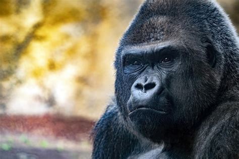 Premium Photo | Silverback king gorilla face close up eyes contact ...