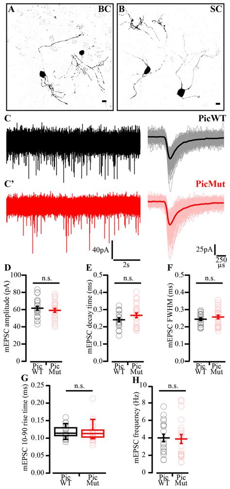 Miniature EPSC Amplitude And Kinetics Preserved In PicMut Synapses