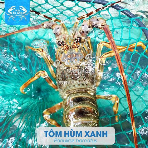 tim hieu cac loai tom hum bien hien nay hai san tu ghe