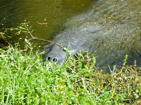 the adventures of US: Manatees in Miami