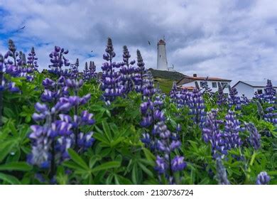 Reykjanes Lighthouse One Symbols Reykjanes Peninsula Stock Photo ...