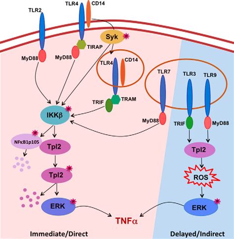 Tumor Progression Locus Dependent Oxidative Burst Drives