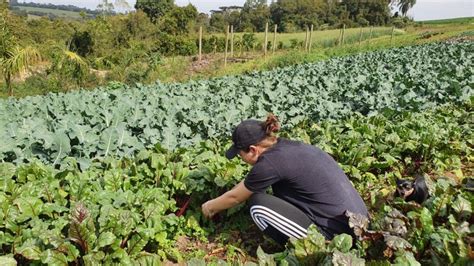 DIA DO AGRICULTOR programas da Prefeitura garantem ampliação de renda