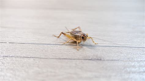 How To Get Rid Of Crickets In The House And How Cinnamon Could Prevent