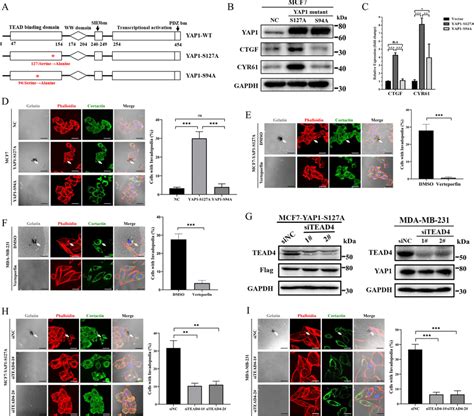 YAP1–TEAD4 interaction is essential for invadopodia formation A Domain ... 