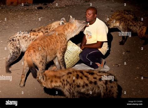hyena feeding, harar, ethiopia, africa Stock Photo - Alamy