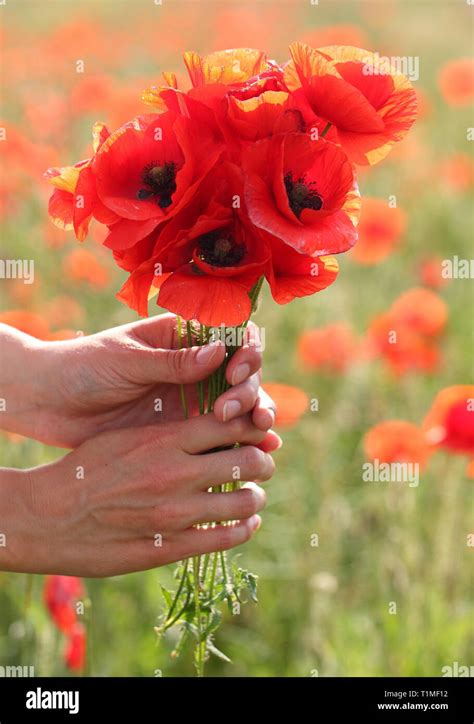 Women S Hands Hold A Bouquet Of Poppies Stock Photo Alamy