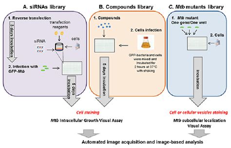 Visual High Content Screening Approaches Schematic Representation Of Download Scientific