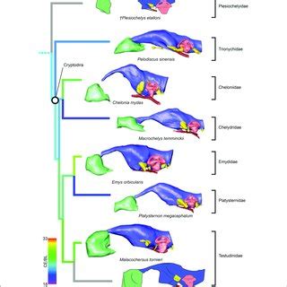 | Comparative endocranial anatomy of different pan-cryptodiran taxa ...