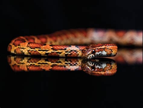 animals, Snake, Black Background, Reflection Wallpapers HD / Desktop and Mobile Backgrounds