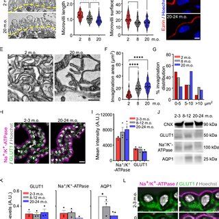 Ultrastructural And Molecular Remodeling Of Both Apical And Basal