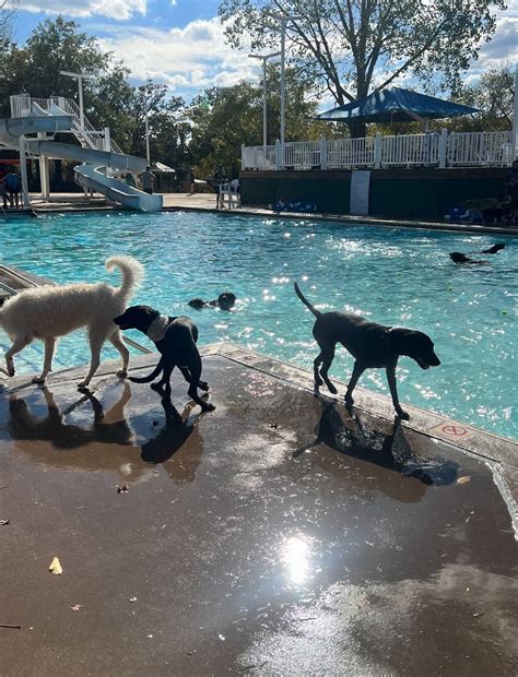 little rock animal village