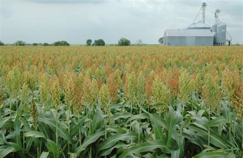 Sorghum Crop Booming American Sorghum