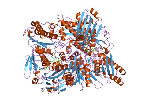 Xanthine Dehydrogenase