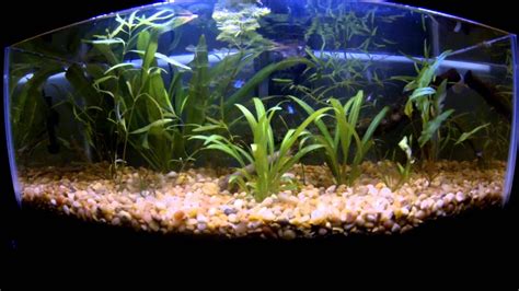 20 Gallon Long Naturally Planted Betta Tank Gopro Hero 3 Black Edition