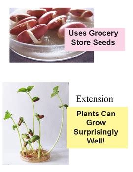 Force Of Seeds By Dr Dave S Science Teachers Pay Teachers