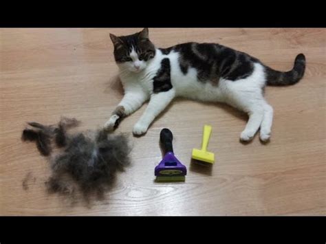 Котик Лаваш. Чем вычесывать кота Фурминатор Furminator - YouTube