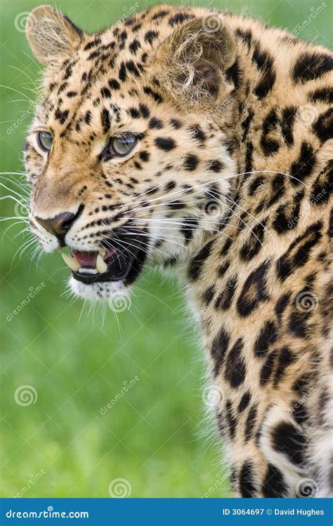 Leopard With Teeth Royalty Free Stock Photography - Image: 3064697