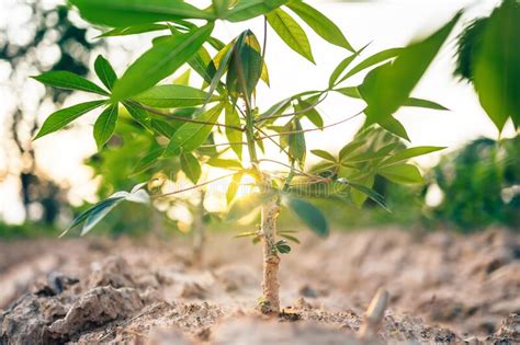 Cassava Green Leaves Pattern Stock Image Image Of Growth Background