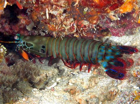 Mantis Shrimp Wallpapers Top Free Mantis Shrimp Backgrounds