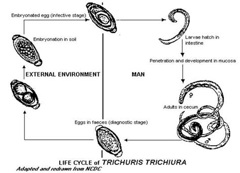 Trichuris Trichiura