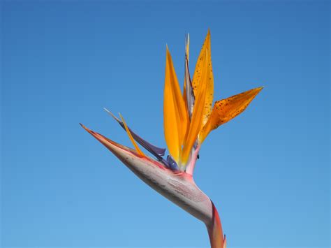 1366x768 wallpaper | birds of paradise flower | Peakpx