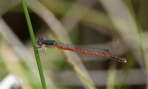 Eastern Red Damsel From Cedar Bog 980 Woodburn Rd Urbana OH 43078