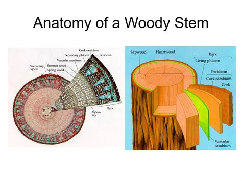 Stem anatomy | PPT | Free Download