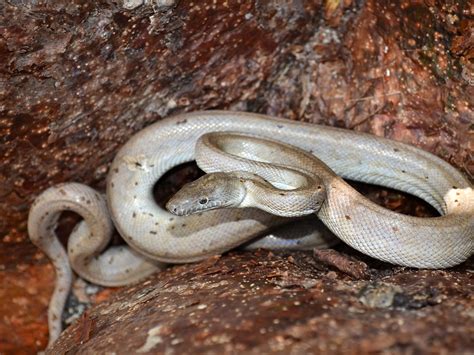 Colorful Snake Species