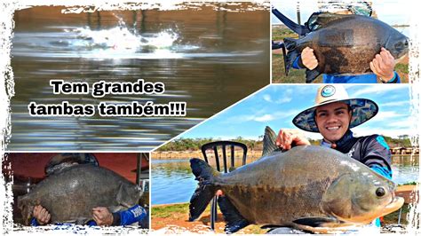 Os Valentes Tambas Do Clube Pescar O Melhor Pesqueiro Para Pesca De