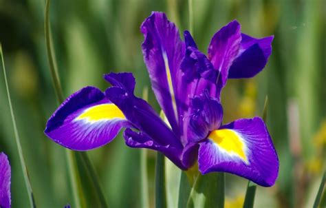 Iris Purple Sensation - Anglia Bulb Company