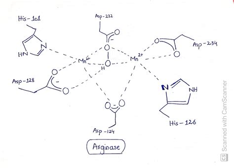 [Solved] Bioinorganic. Arginase is the final enzyme in the urea cycle ...