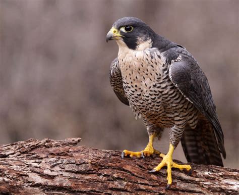 A Fantastic Story Peregrine Falcons Return To Isle Of Wight Isle