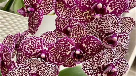 Phalaenopsis Wild Cat 🐈 ОРХИДЕЯ фаленопсис ДИКИЙ КОТ (горизонтальный ...