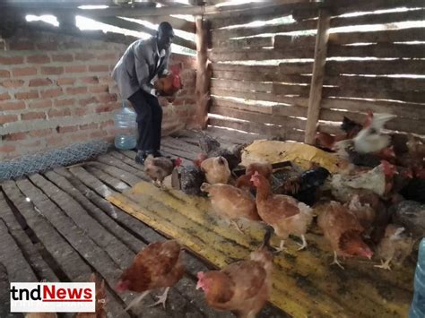 P7 Dropout Teacher Now Millionaire Poultry Farmers In Lira TndNews