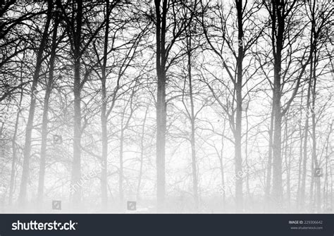 Naked Trees Novembers Fog Jokioinen Southern Stock Photo 229306642 Shutterstock