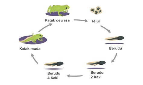 proses daur hidup katak  penjelasannya kamu  tahu