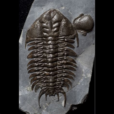 Types Of Trilobites