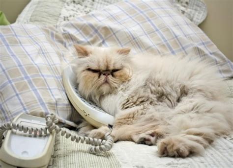 Создать мем "кот, персидский кот, персидский кот спит" - Картинки ...