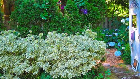 Learn How To Use Pieris Japonica And Other Low Prune Shrubs Here