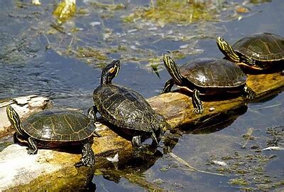 Tortuga Morrocoy Patas Rojas alimentación cuidados características