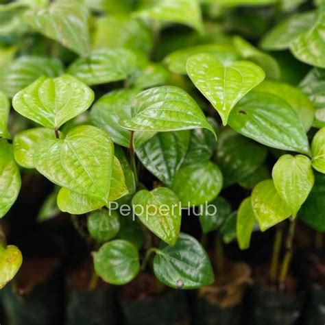 Jeeraka Mundi Black Pepper Plant (Pack of 10) | PepperHub